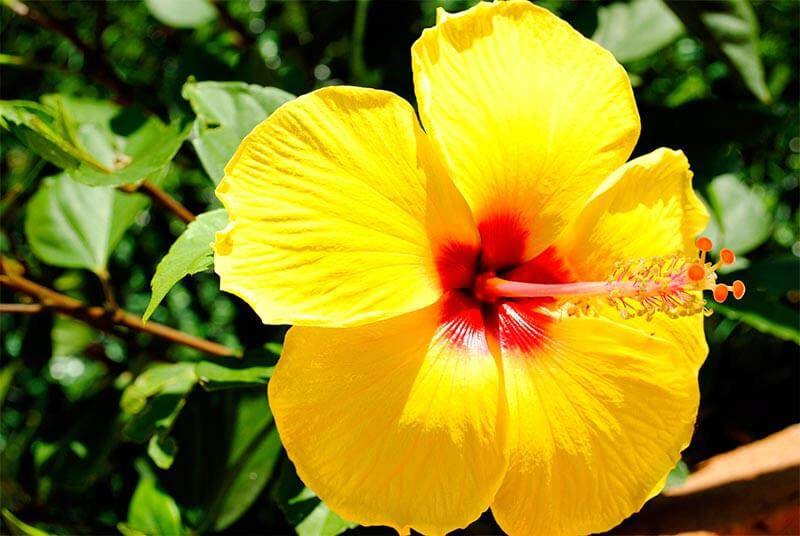 Australian Hibiscus Flower Plant - Premium Flowering Plants from Plantparadise - Just $399.00! Shop now at Plantparadise