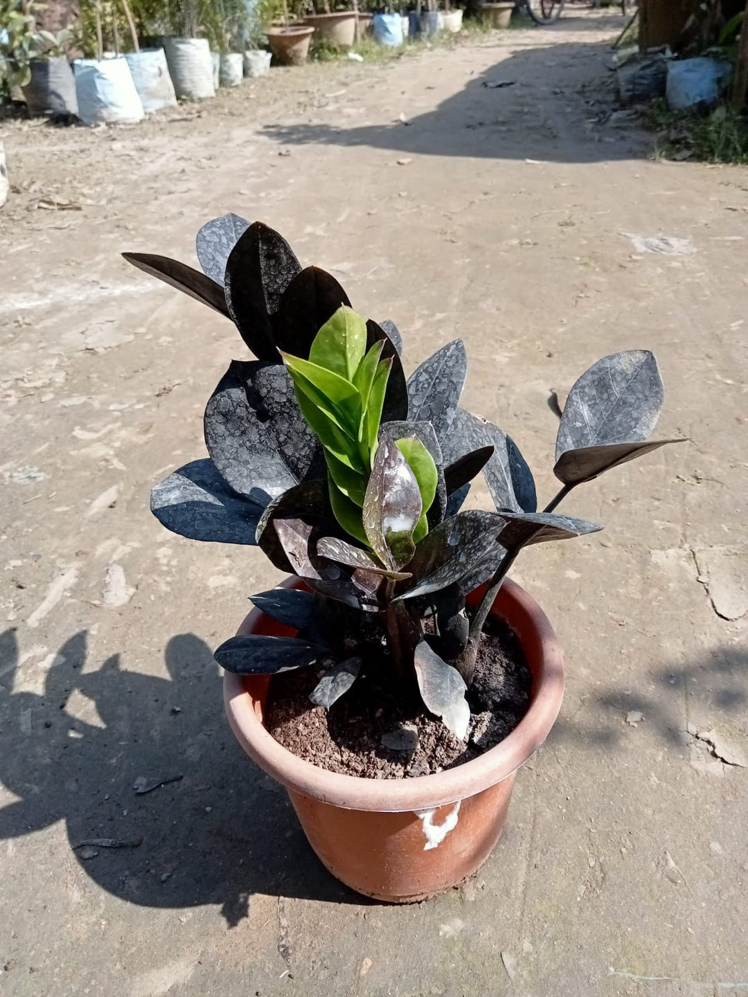 names for zz plant The Zz Ravan or Black Zz Plant
