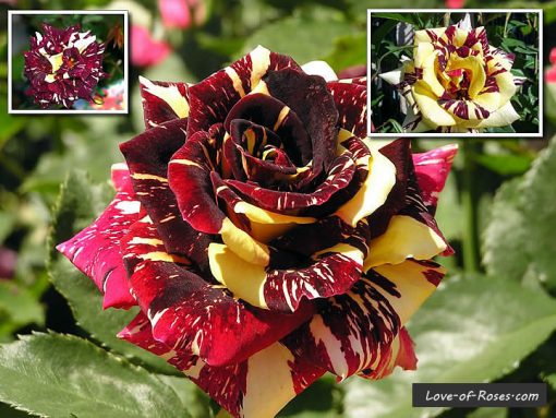 Abracadabra Rose Plant - Premium Flowering Plants from Plantparadise - Just $299.0! Shop now at Plantparadise