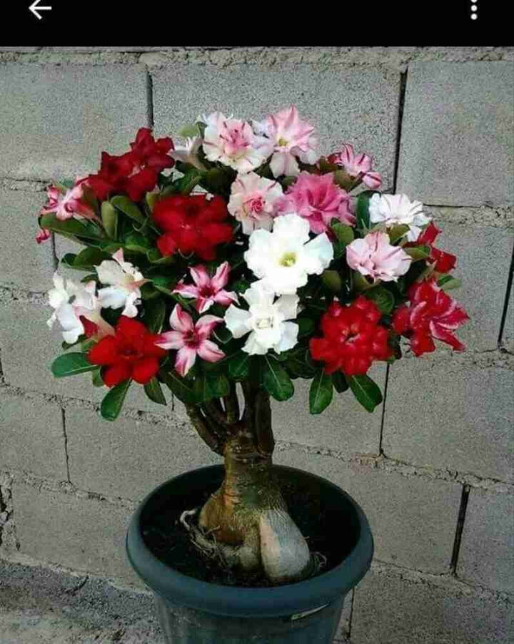 Multi Grafted Adenium Flower Plant ( 6 Different Colour)|Multi-Grafted Adenium for Sale - Premium Flowering Plants from Plantparadise - Just $2250! Shop now at Plantparadise