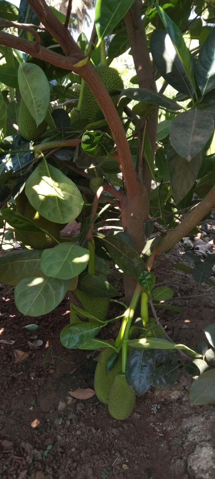 Vietnam Super Early Jackfruit(Grafted) - All Time Jackfruit - Premium Fruit Plants from Plantparadise - Just $700.00! Shop now at Plantparadise