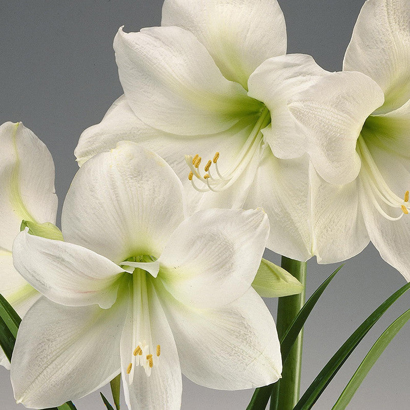 amaryllis lily white Amaryllis Lily, White Plant