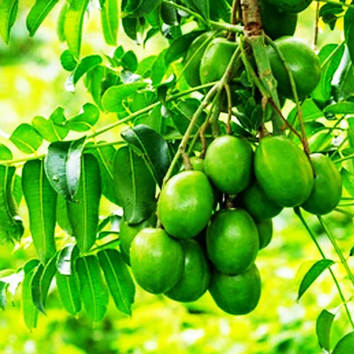 All Time Amra (Spondias Mombin Fruit) - Premium Fruit Plants & Tree from Plantparadise - Just $999! Shop now at Plantparadise