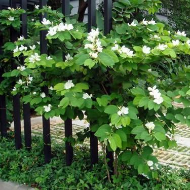 Bauhinia Dwarf White- Flowering Shrubs - Premium Flowering Shrubs from Plantparadise - Just $665.00! Shop now at Plantparadise