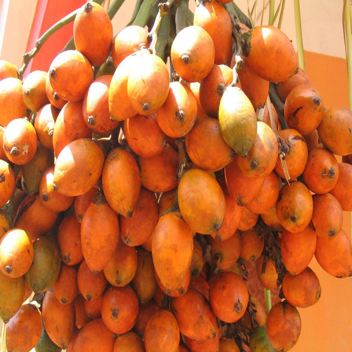 Betel Nut/Areca Nut - Fruit Plants & Tree - Premium Fruit Plants & Tree from Plantparadise - Just $450.0! Shop now at Plantparadise