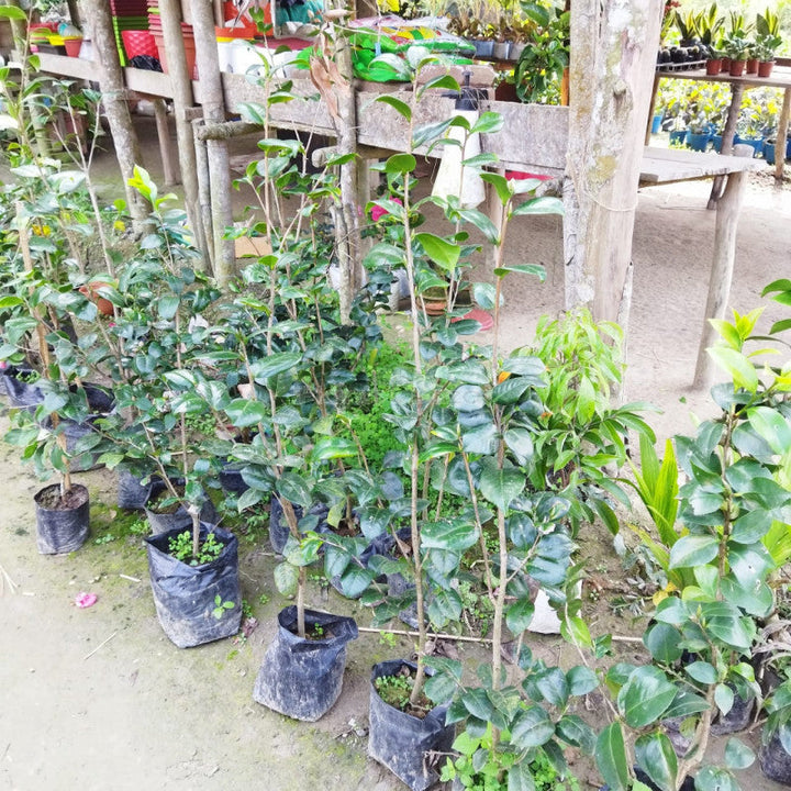 Camelia Flower Plant - Premium Flowering Shrubs from Plantparadise - Just $399.00! Shop now at Plantparadise