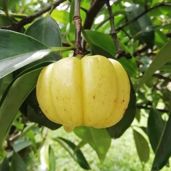 Kudam puli Fruit Plant - Premium Fruit Plants from Plantparadise - Just $999.00! Shop now at Plantparadise