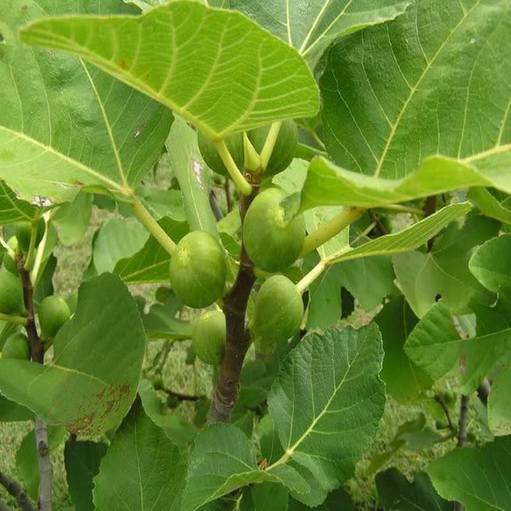 Big leaf Anjura - Fruit Plants & Tree - Premium Fruit Plants & Tree from Plantparadise - Just $460.0! Shop now at Plantparadise