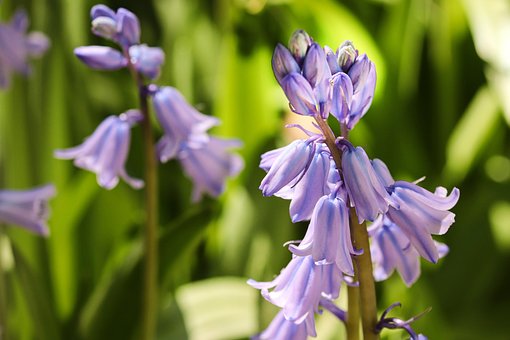 Blue Bell Flower - Premium Flowering Plants from Plantparadise - Just $599.00! Shop now at Plantparadise