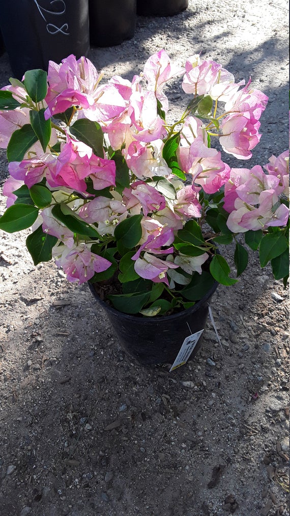 Bougainvillea Pink And White - Creepers & Climbers - Premium Creepers & Climbers from Plantparadise - Just $349.0! Shop now at Plantparadise