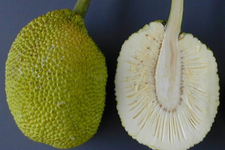 Bread Fruit/Jack fruit Curry Panasa - Fruit Plants & Tree - Premium Fruit Plants & Tree from Plantparadise - Just $450.0! Shop now at Plantparadise