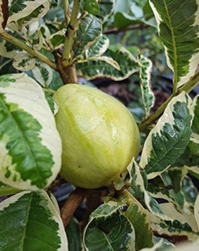 Guava Variegata (Grafted) - Fruit Plants & Trees - Premium Fruit Plants & Tree from Exotic Flora - Just $375! Shop now at Plantparadise