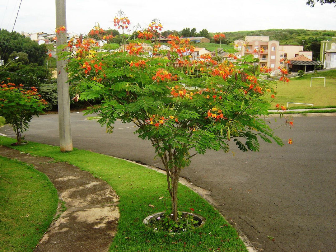 Caesalpinia/Shankasur Red - Flowering Shrubs - Premium Flowering Shrubs from Plantparadise - Just $850.00! Shop now at Plantparadise