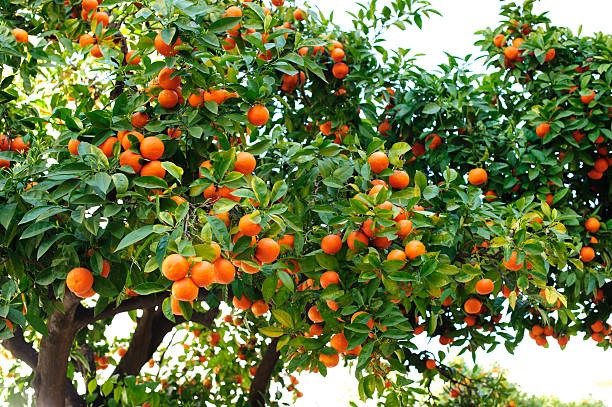 Cara Cara Orange Plant - Premium Fruit Plants from Plantparadise - Just $789.00! Shop now at Plantparadise