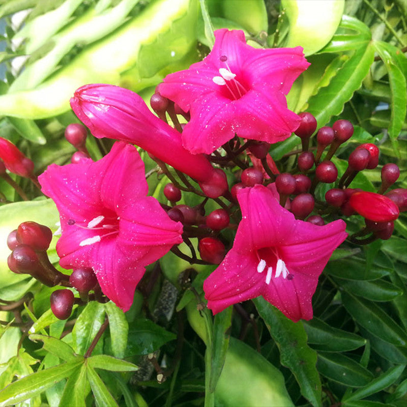Cardinal Creeper(Ipomoea Horsfalliae) - Creepers & Climbers - Premium Creepers & Climbers from Plantparadise - Just $975.00! Shop now at Plantparadise