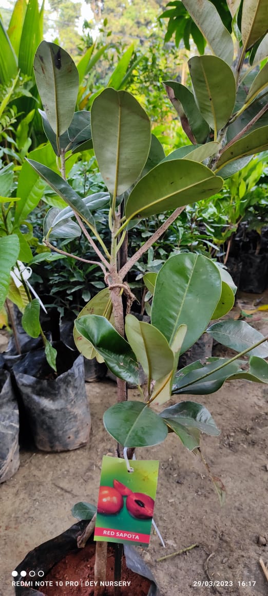 Red Sapota - Premium Fruit Plants from Plantparadise - Just $1990.00! Shop now at Plantparadise