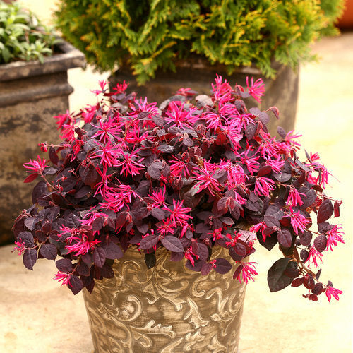 Chinese Fringe Flower/Loropetalum Chinense - Flowering Shrubs - Premium Flowering Shrubs from Plantparadise - Just $665.00! Shop now at Plantparadise