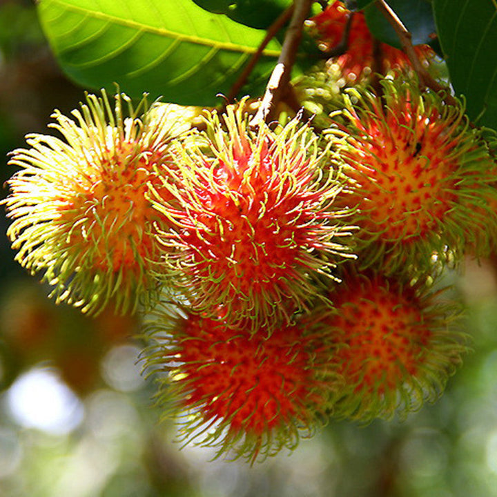 Rambutan Fruit  - Fruit Plants & Tree - Premium Fruit Plants & Tree from Plantparadise - Just $640.0! Shop now at Plantparadise
