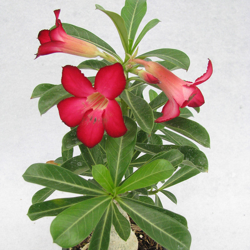 Adenium Red - Flowering Plants - Premium Flowering Plants from Plantparadise - Just $329! Shop now at Plantparadise