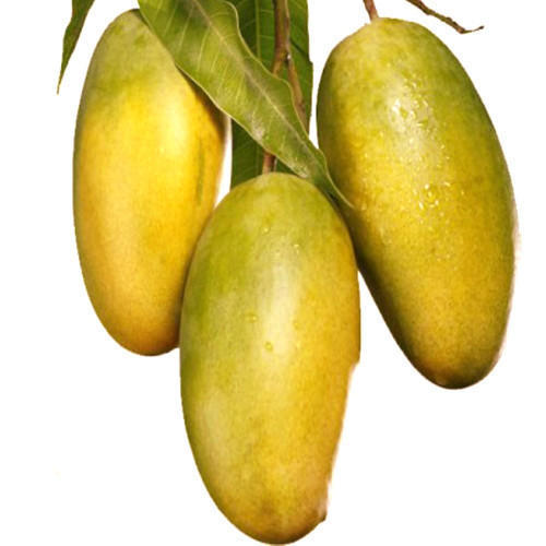 Mango Dasheri(Grafted) - Fruit Plants & Tree - Premium Fruit Plants & Tree from Plantparadise - Just $430.0! Shop now at Plantparadise