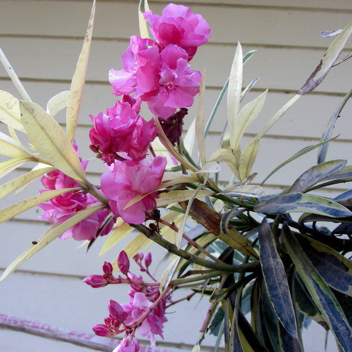 Nerium Variegate - Flowering Shrubs|Discovering the Beauty of Nerium Variegata Shrubs" - Premium Flowering Shrubs from Plantparadise - Just $221! Shop now at Plantparadise