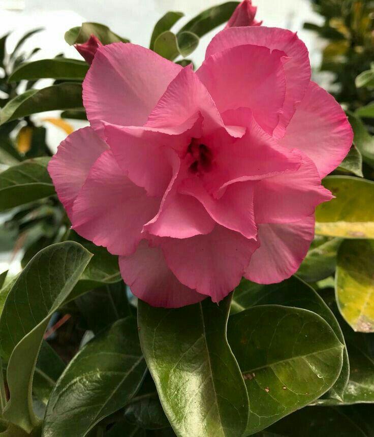 Adenium  French Pink Colour Plant(Grafted) - Premium Succulent Plants from Plantparadise - Just $329! Shop now at Plantparadise