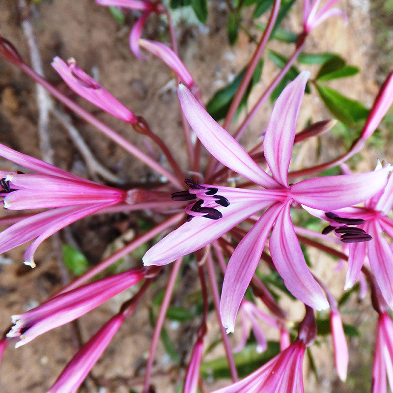 Gaint Spider Lily/Gaint Blood Lily - Flowering Shrubs - Premium Flowering Shrubs from Plantparadise - Just $510.00! Shop now at Plantparadise