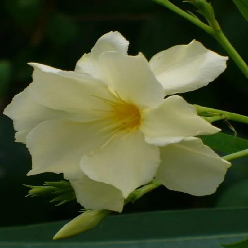 Nerium Yellow - Flowering Shrubs - Premium Flowering Shrubs from Plantparadise - Just $685.00! Shop now at Plantparadise