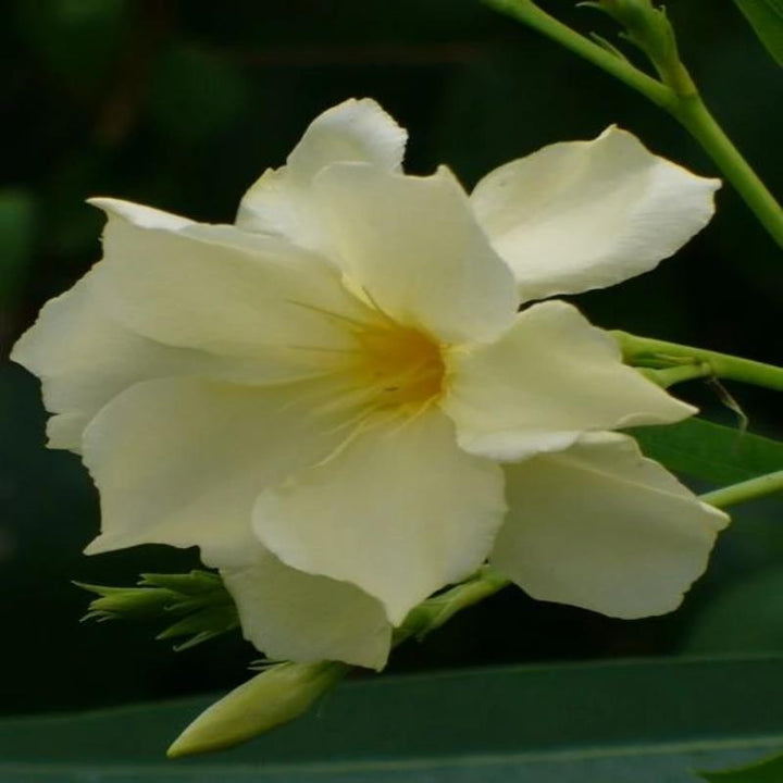 Nerium Yellow - Flowering Shrubs - Premium Flowering Shrubs from Plantparadise - Just $685.00! Shop now at Plantparadise