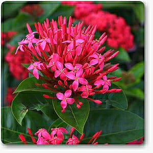 Ixora Desi Pink - Flowering Shrub - Premium Flowering Shrubs from Plantparadise - Just $340.0! Shop now at Plantparadise