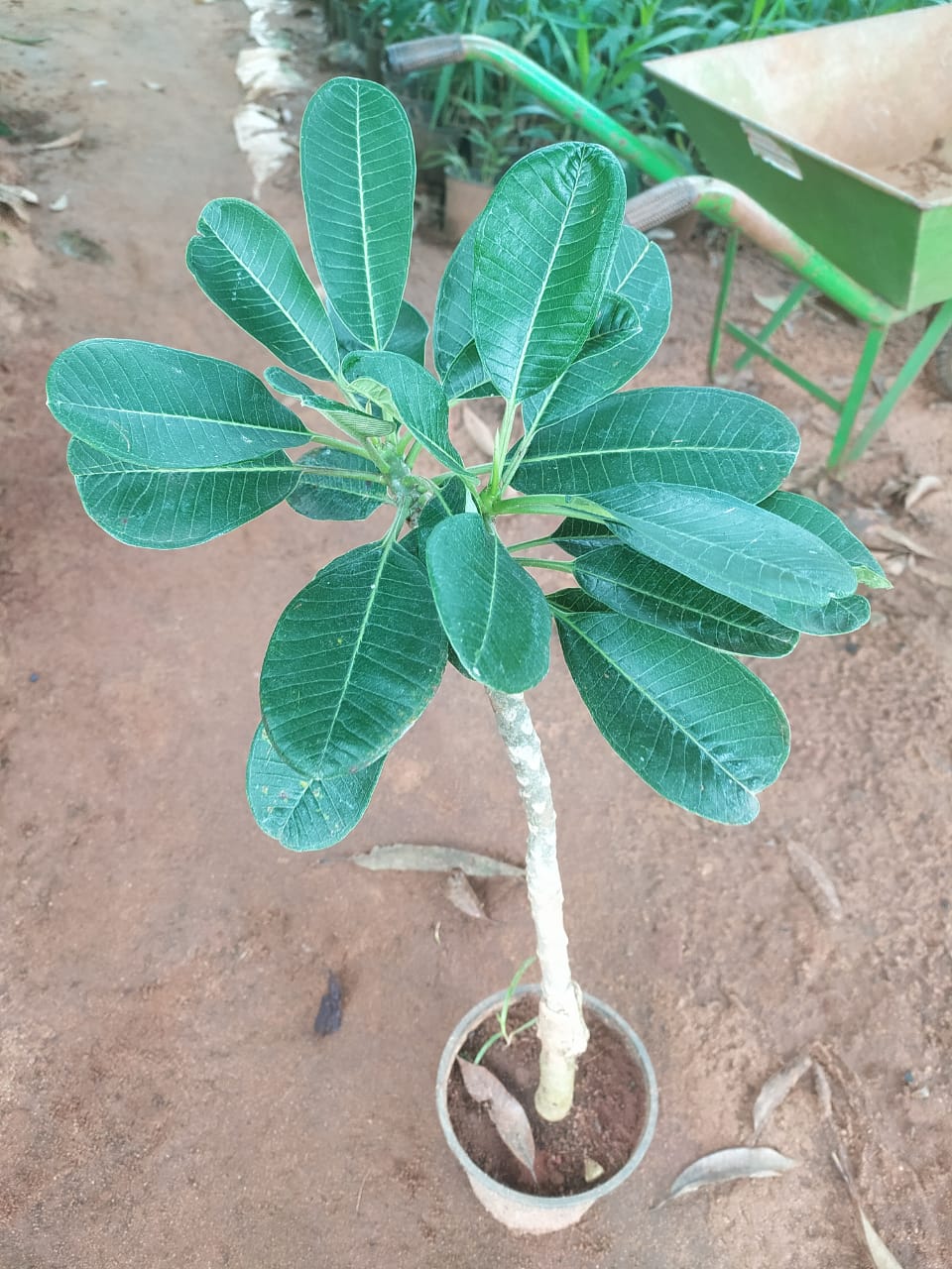 Plumeria singapore pink dwarf - Flowering plants - Premium Flowering Plants from Plantparadise - Just $600.00! Shop now at Plantparadise