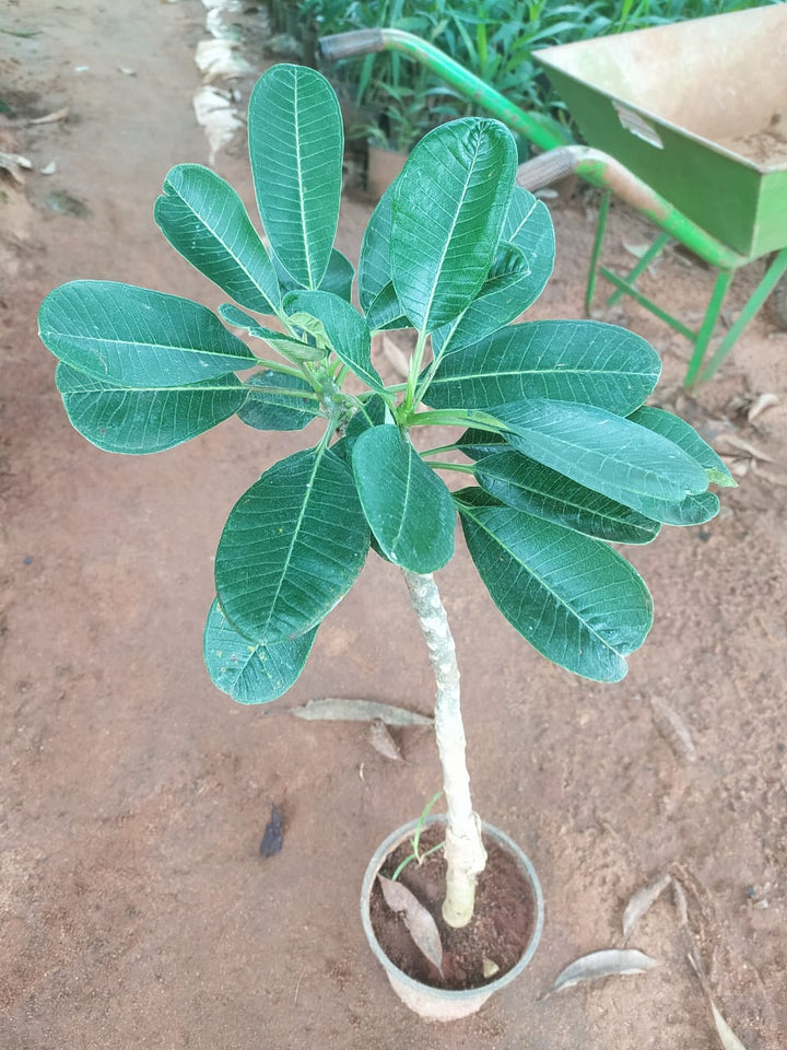 Plumeria singapore pink dwarf - Flowering plants - Premium Flowering Plants from Plantparadise - Just $600.00! Shop now at Plantparadise