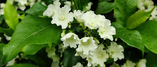 Vallaris Solanacea - Creepers & Climber - Premium Creepers & Climbers from Plantparadise - Just $685.00! Shop now at Plantparadise