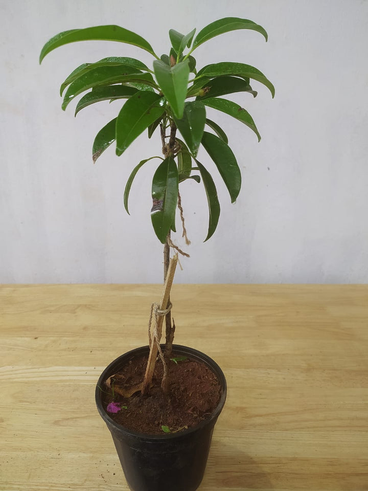 Chikoo-Pala(Grafted)- Fruit Plants & Tree - Premium Fruit Plants & Tree from Plantparadise - Just $560.00! Shop now at Plantparadise