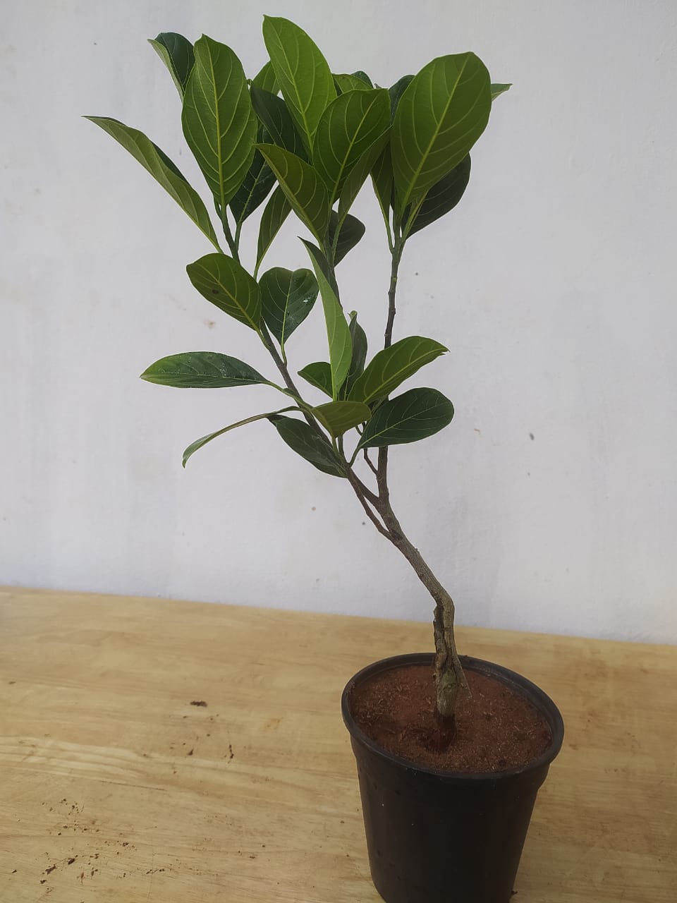 jackfruit plant in pot Jack Fruit Red/Red panasa (Grafted)- Fruit Plants