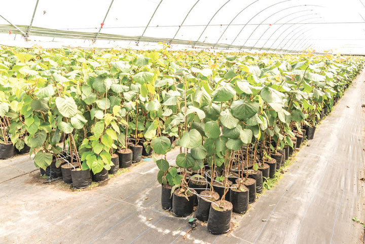 Kiwi Fruit (Grafted)  - Hayward Variety - Premium Fruit Plants & Tree from Plantparadise - Just $720.0! Shop now at Plantparadise