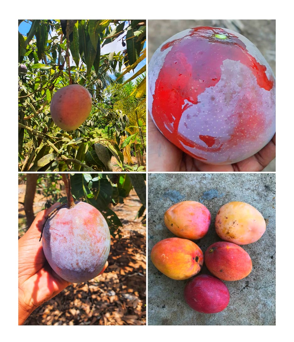 Mango Palmer(Grafted) - Exotic Fruit Plants - Premium Fruit Plants & Tree from Plantparadise - Just $450.00! Shop now at Plantparadise