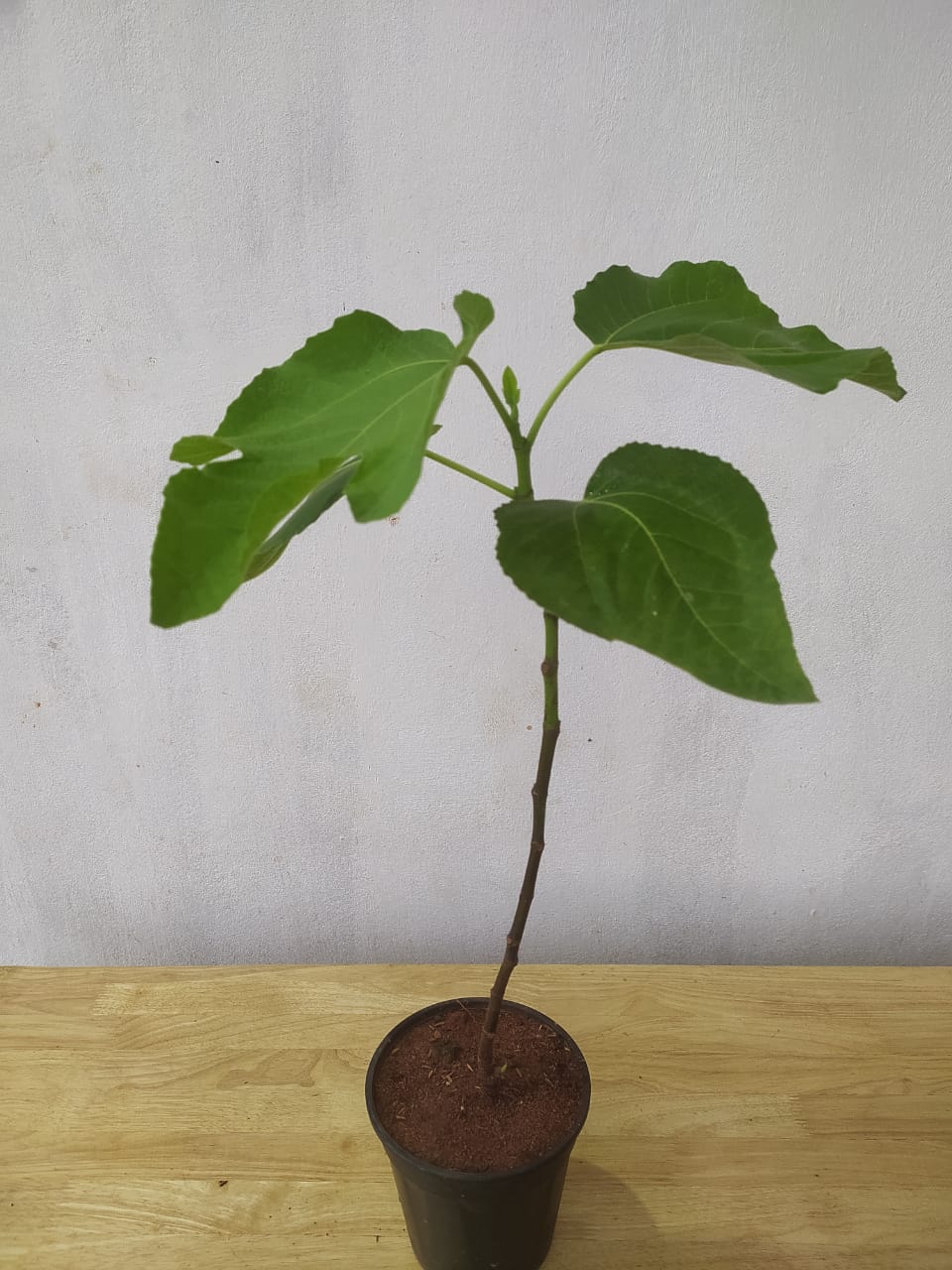 Fig Puna/Anjeer- Fruit Plants & Tree - Premium Fruit Plants & Tree from Plantparadise - Just $370.00! Shop now at Plantparadise