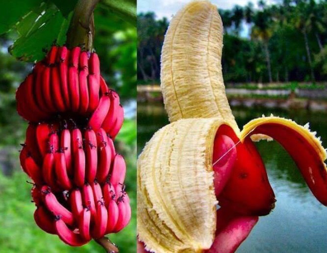Red Banana/Red Chakrakeli - Fruit Plants & Tree - Premium Fruit Plants & Tree from Plantparadise - Just $570.0! Shop now at Plantparadise