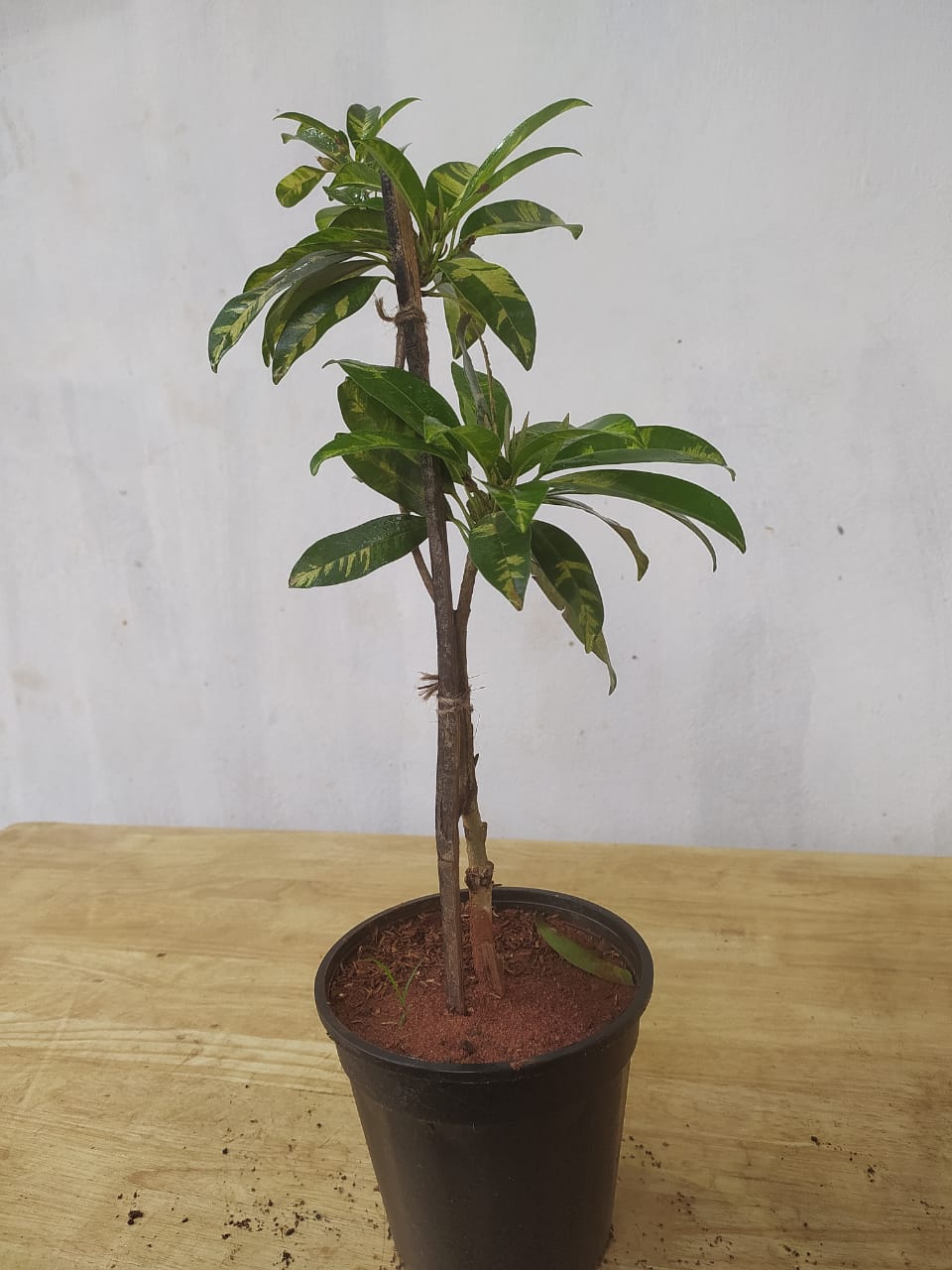 Chikoo Variegata(Grafted) - Fruit Plants & Tree - Premium Fruit Plants & Tree from Plantparadise - Just $551.0! Shop now at Plantparadise