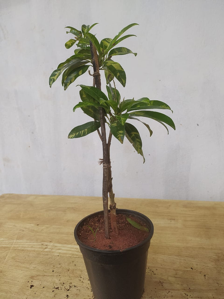 Chikoo Variegata(Grafted) - Fruit Plants & Tree - Premium Fruit Plants & Tree from Plantparadise - Just $551.0! Shop now at Plantparadise