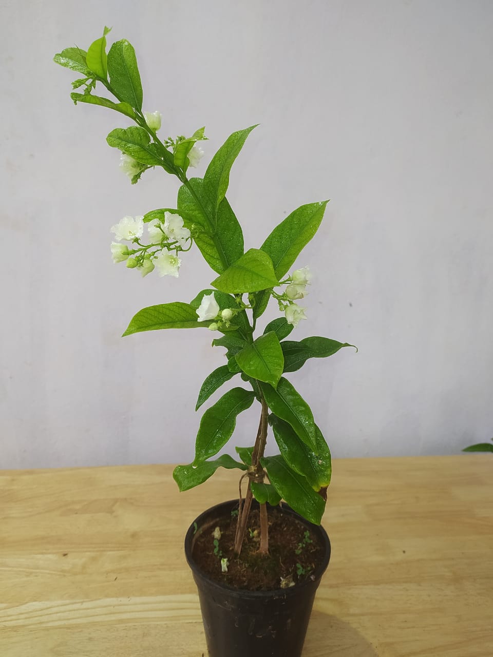 Vallaris Solanacea - Creepers & Climber - Premium Creepers & Climbers from Plantparadise - Just $685.00! Shop now at Plantparadise