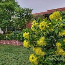 First - Love -Yellow Flower Plant - Premium Flowering Plants from Plantparadise - Just $299! Shop now at Plantparadise