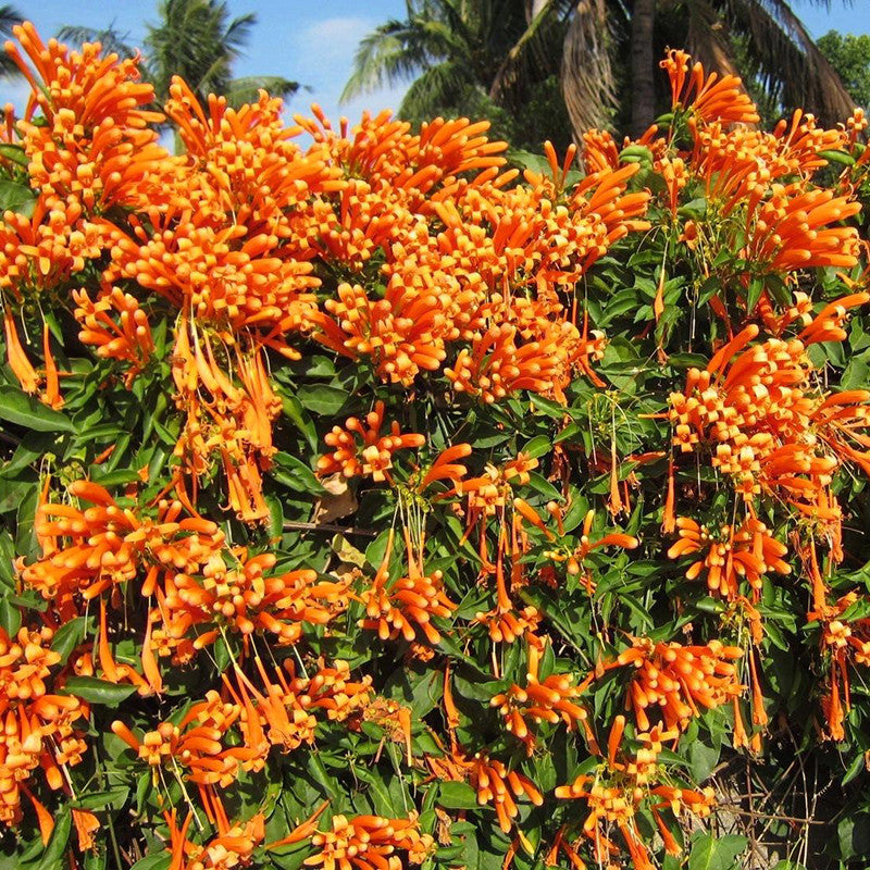 Flaming Trumpet - Creepers & Climbers - Premium Creepers & Climbers from Plantparadise - Just $450.0! Shop now at Plantparadise