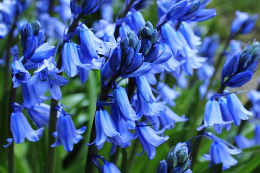 Blue Bell Flower - Premium Flowering Plants from Plantparadise - Just $599.00! Shop now at Plantparadise