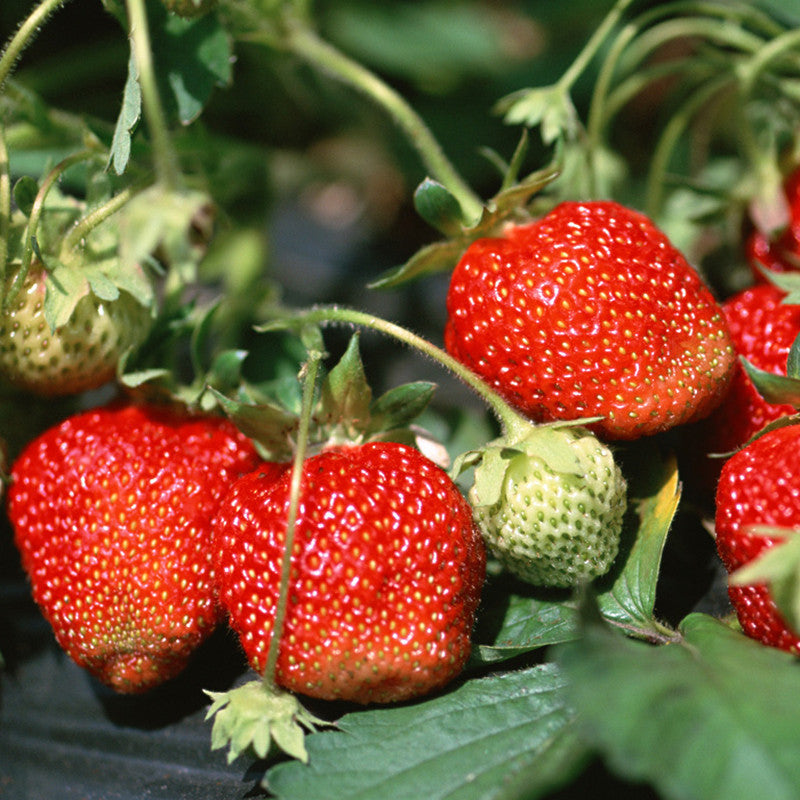 Strawberry  - Fruit Plants & Tree - Premium Fruit Plants & Tree from Plantparadise - Just $540.0! Shop now at Plantparadise