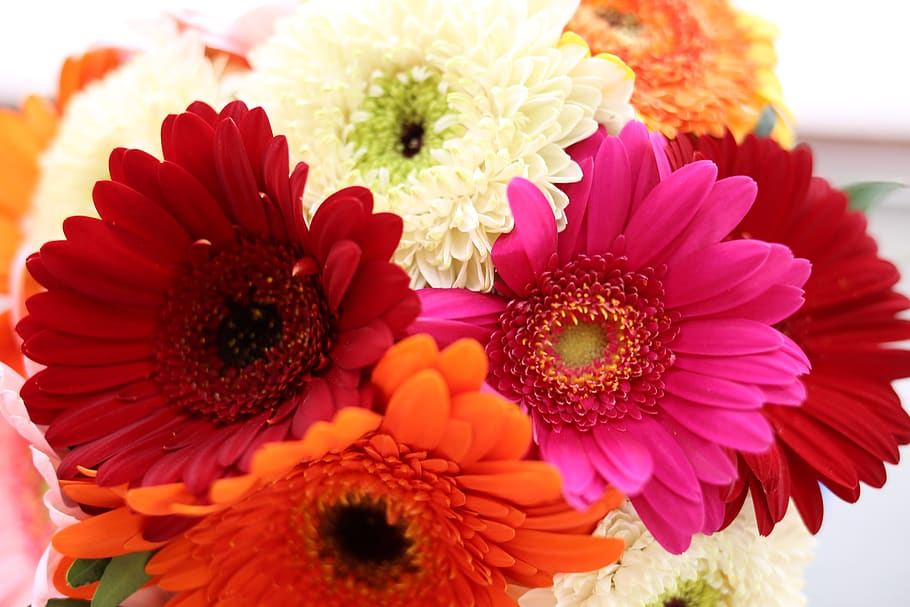 Gerbera Flower Plants All Colour - Premium Flowering Plants from Plantparadise - Just $299.00! Shop now at Plantparadise