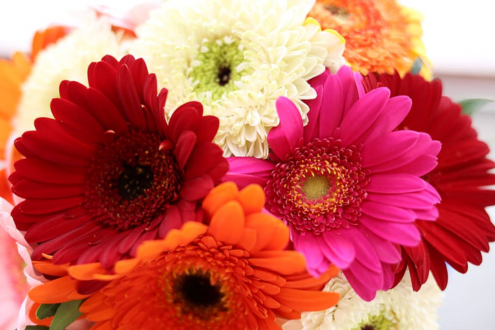 Gerbera Flower Plants All Colour - Premium Flowering Plants from Plantparadise - Just $299.00! Shop now at Plantparadise