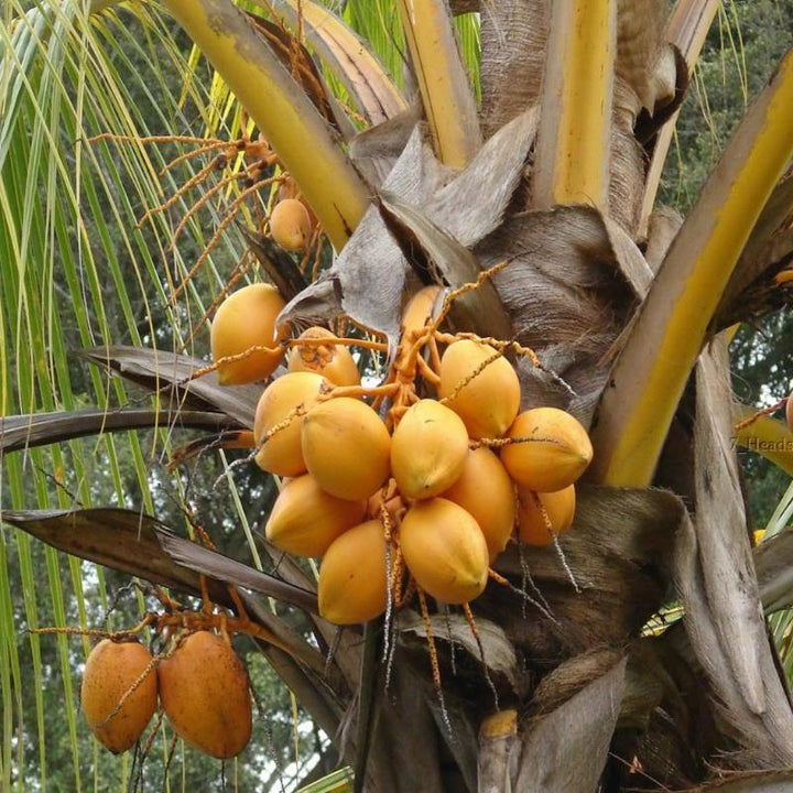 Golden coconut - Fruit Plants & Tree - Premium Fruit Plants & Tree from Plantparadise - Just $750.00! Shop now at Plantparadise