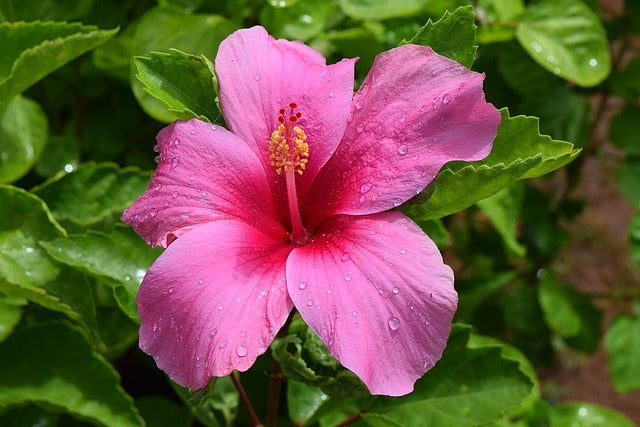 Australian Hibiscus Flower Plant - Premium Flowering Plants from Plantparadise - Just $399.00! Shop now at Plantparadise
